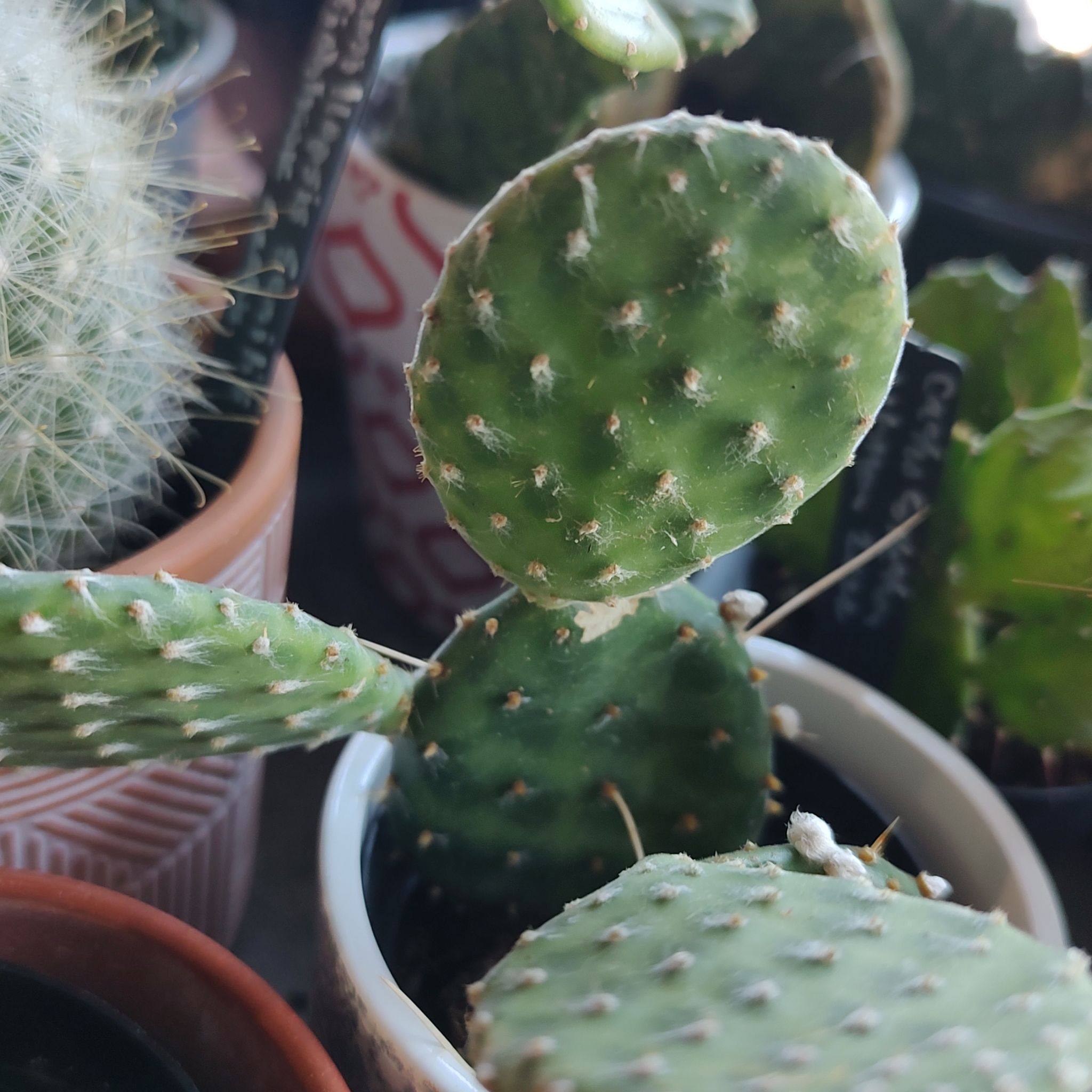 Photo of the plant species Arpon by @QualifiedWoreya named Decumbens on Greg, the plant care app