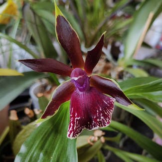Zygopetalum Orchid plant in Huntsville, Alabama