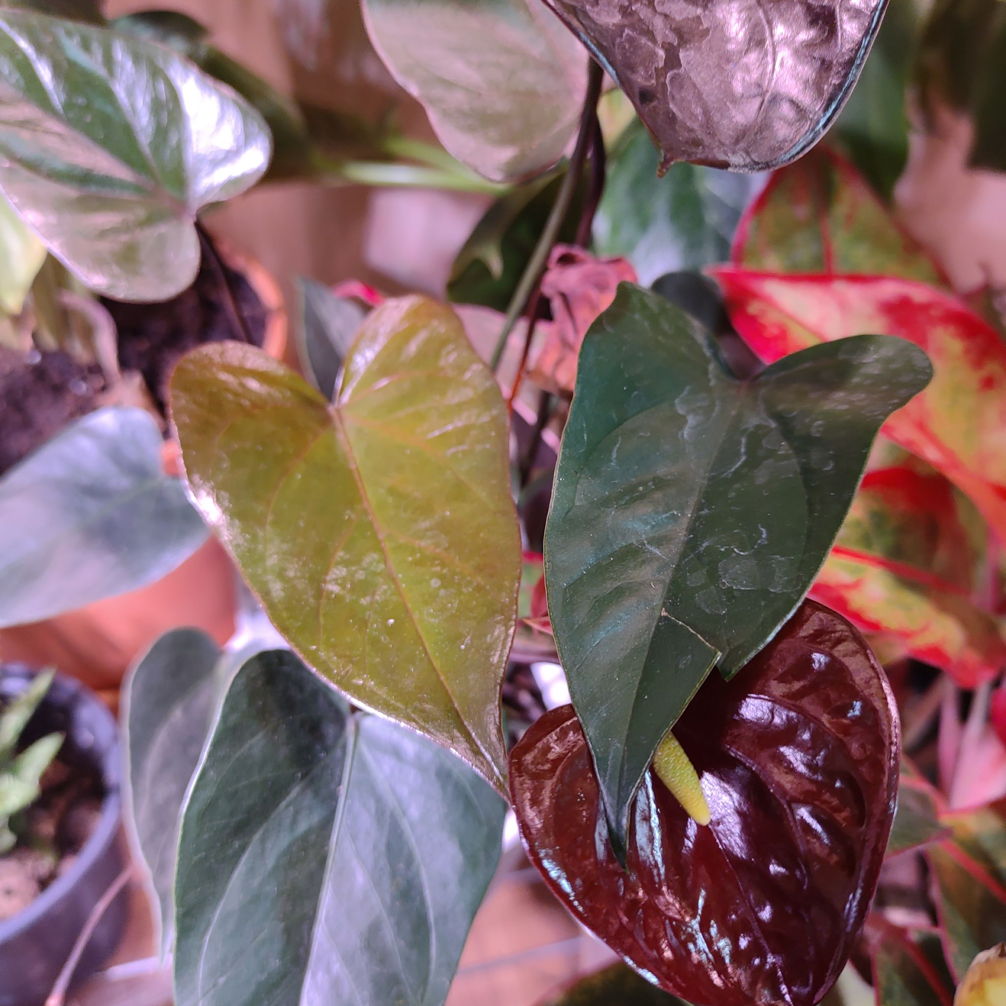 Photo of the plant species Andraenum by @QualifiedWoreya named Black on Greg, the plant care app