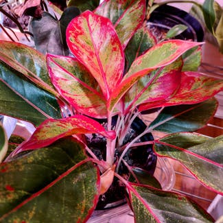 Red Chinese Evergreen plant in Huntsville, Alabama