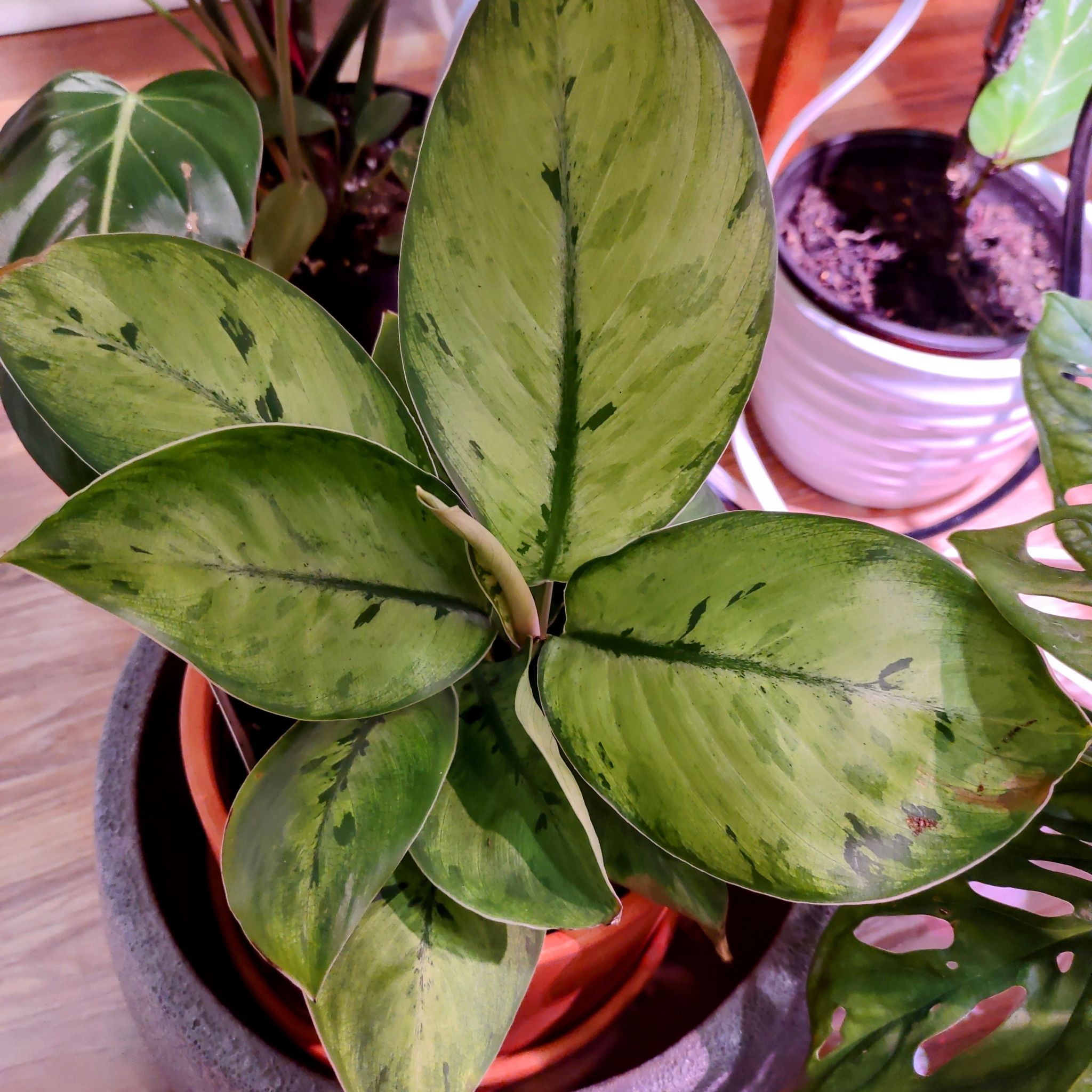 Homalomena 'Selby' plant with variegated leaves in a pot, well-framed and in focus.
