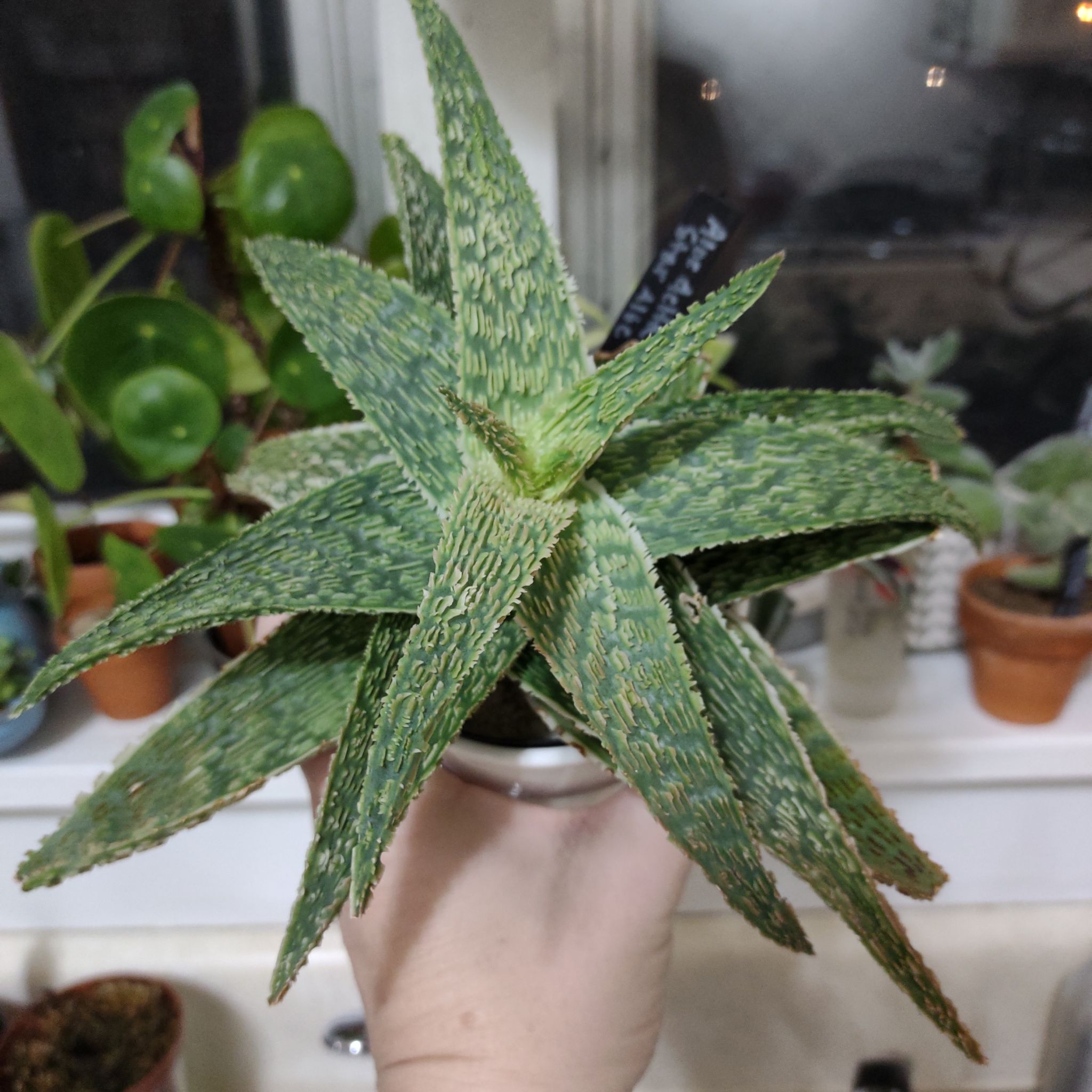 Photo of the plant species Aloe deltoideodonta by @QualifiedWoreya named Delta Rose on Greg, the plant care app