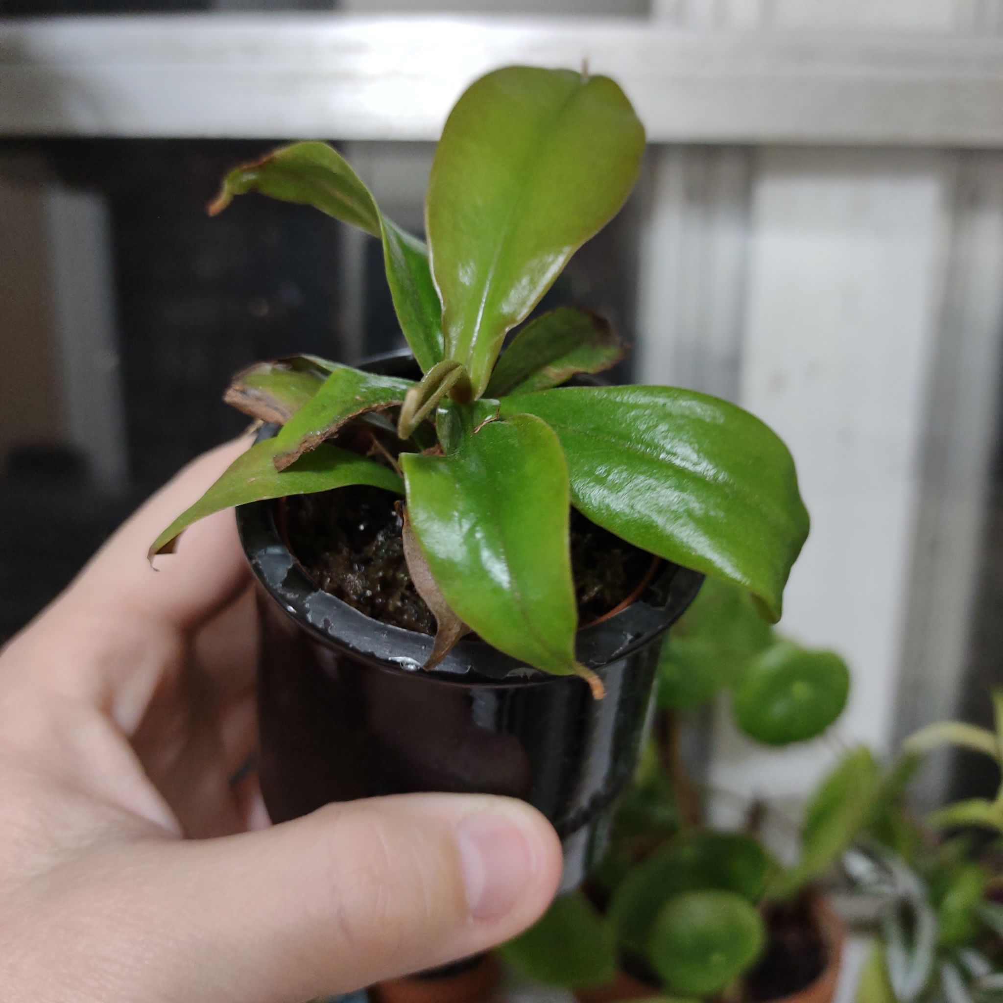 Photo of the plant species Bloody Mary Pitcher Plant by @QualifiedWoreya named Bloody Mary on Greg, the plant care app
