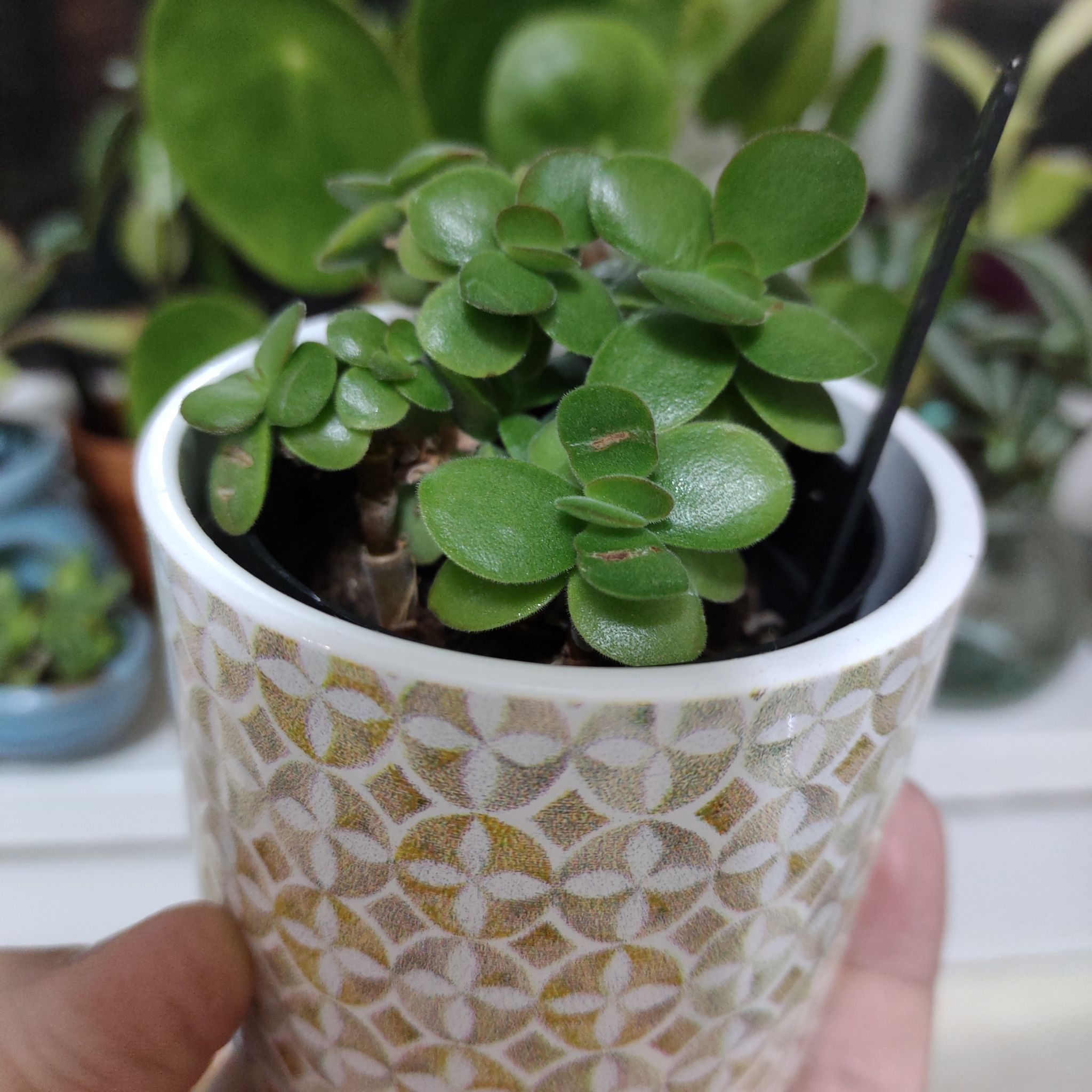 Photo of the plant species Crassula 'Burgundy' by @QualifiedWoreya named Burgundy Minima on Greg, the plant care app