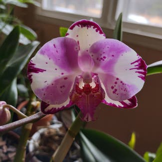 Phalaenopsis Orchid plant in Huntsville, Alabama