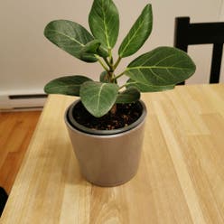 Audrey Ficus plant