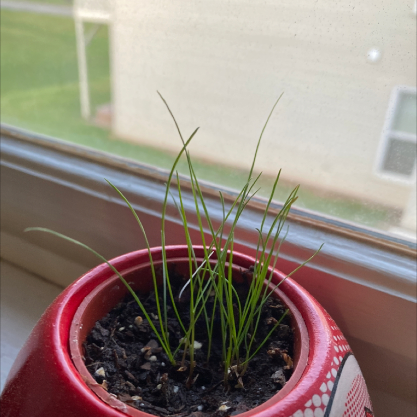 Wild Chives plant in a red pot on a windowsill with healthy green leaves.