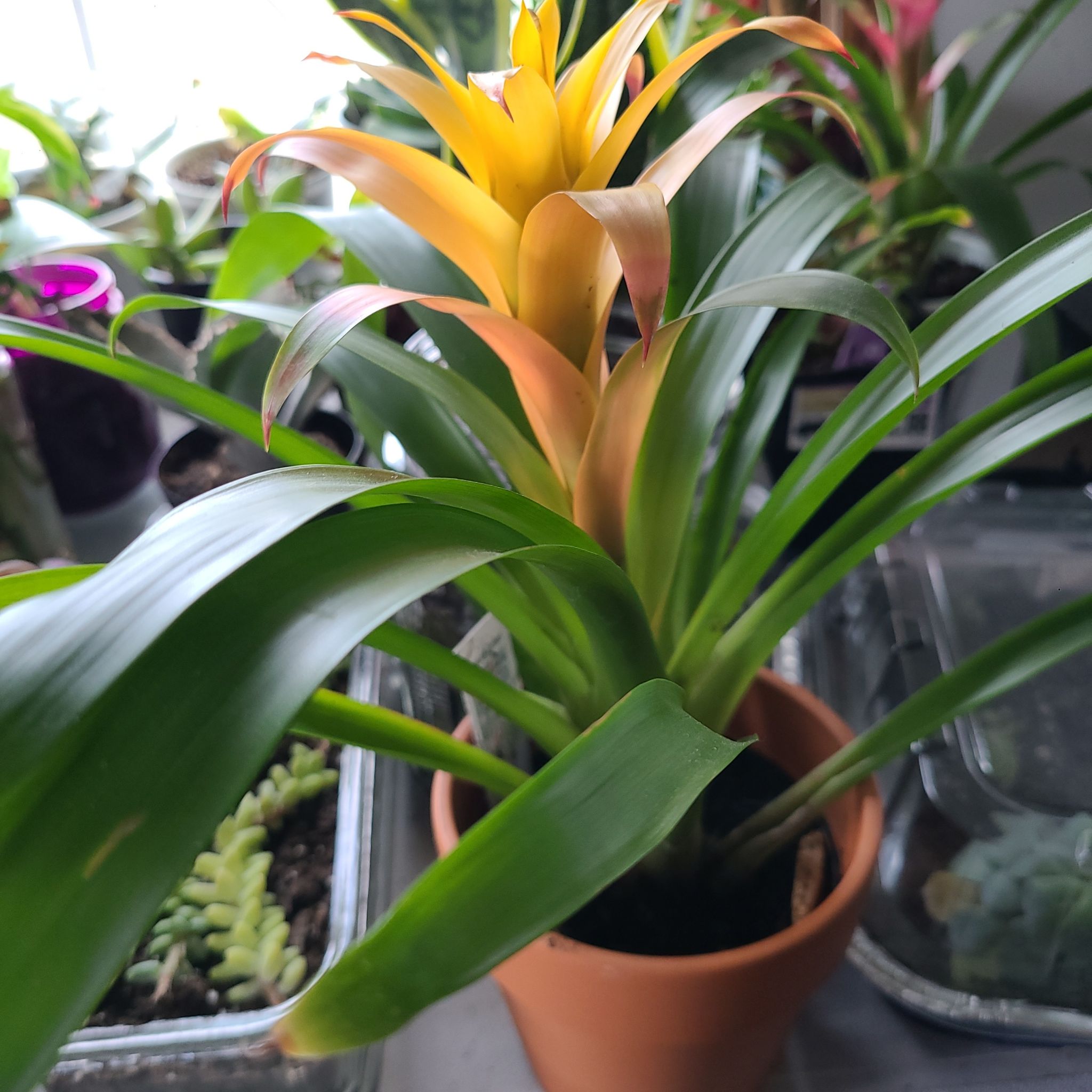 Photo of the plant species Droophead Tufted Airplant by @RightlyMugwort named Queen on Greg, the plant care app
