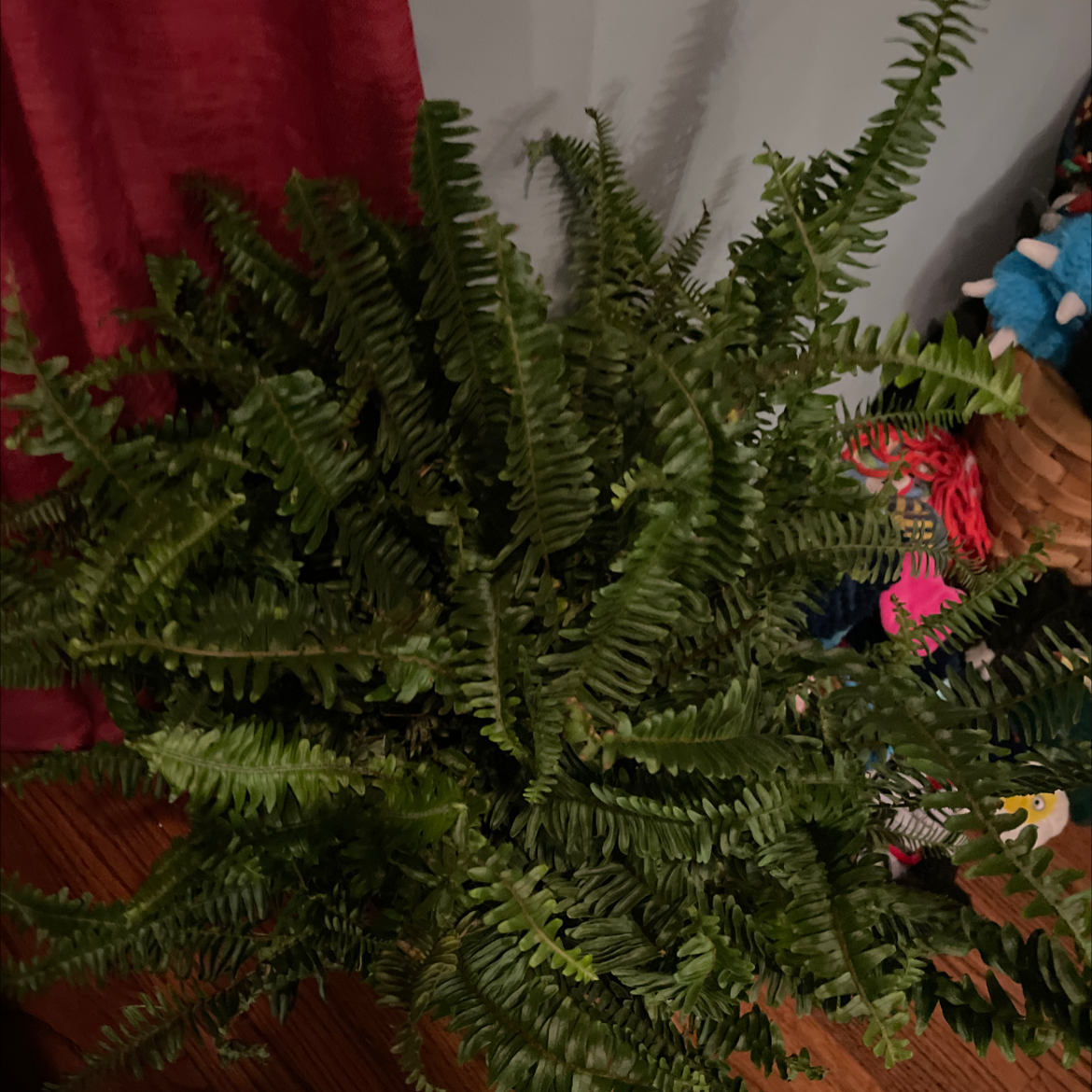 Boston Fern plant photo by @Jessicarose329 named Sproutacus on Greg, the plant care app.
