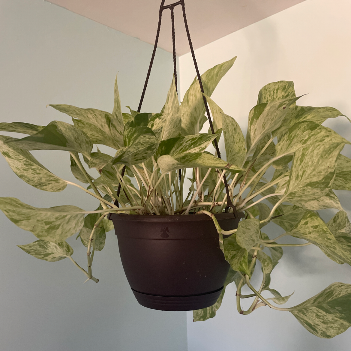 Taro Vine plant photo by @Jessicarose329 named Tree Diddy on Greg, the plant care app.