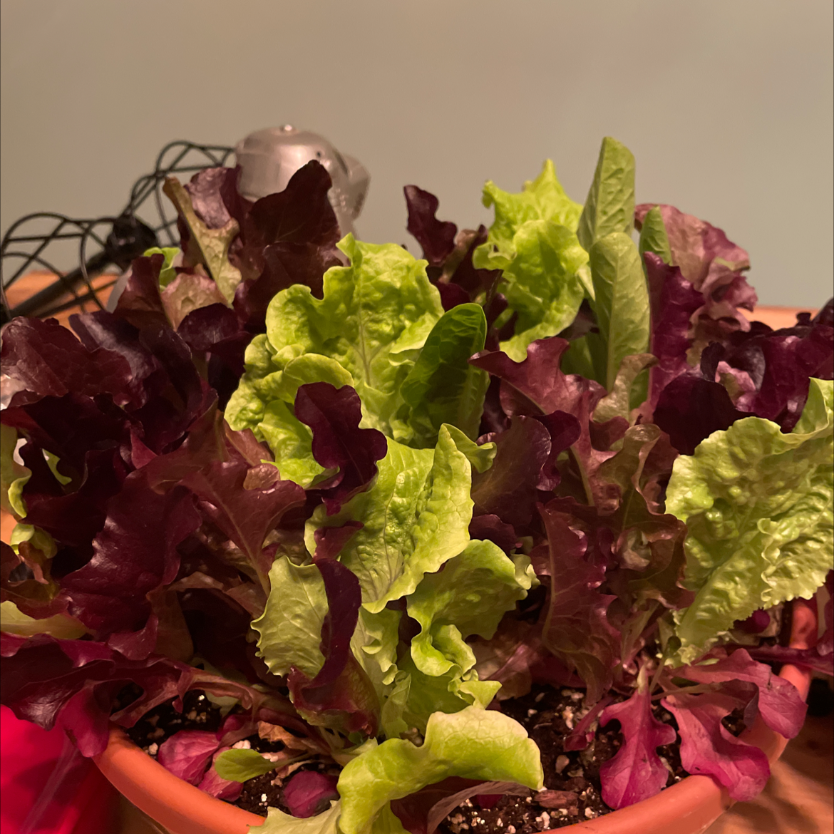 Garden Lettuce plant photo by @Jessicarose329 named LiloStitch on Greg, the plant care app.