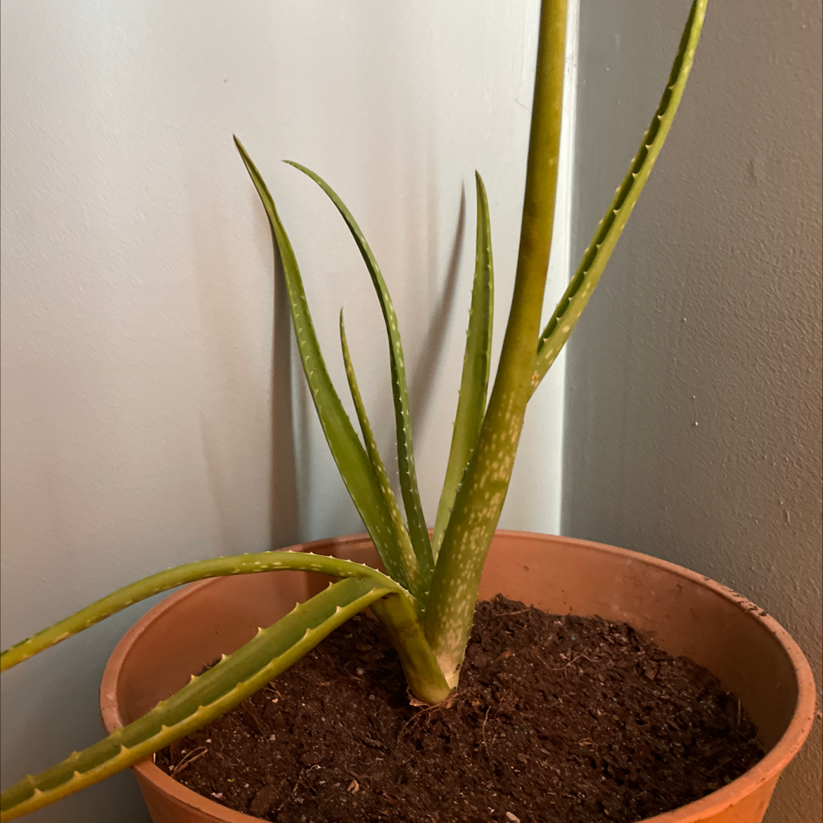 Aloe vera plant photo by @Jessicarose329 named Winston on Greg, the plant care app.