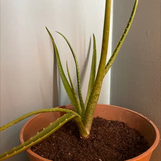 Aloe Vera plant in West Babylon, New York