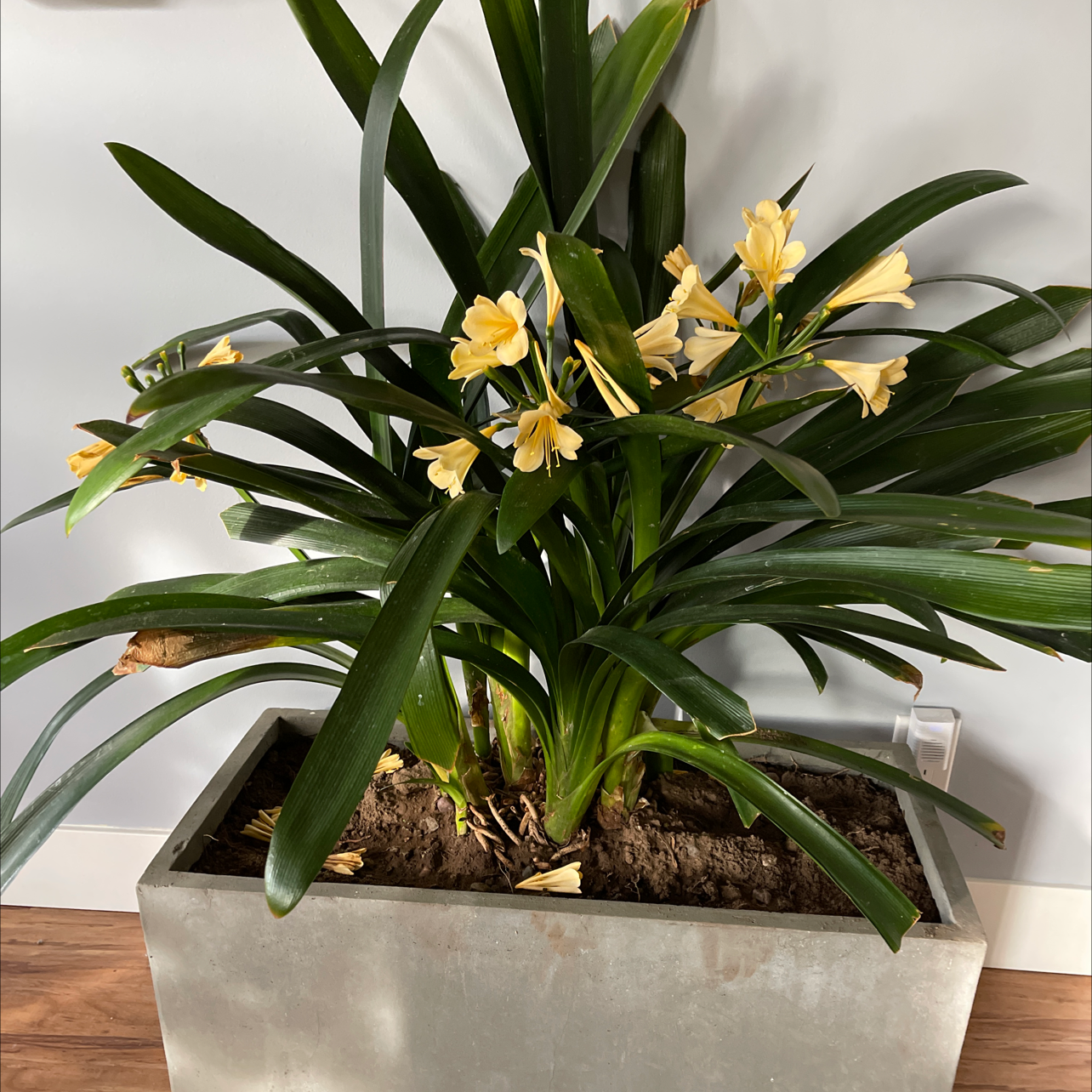 Bush Lily plant with yellow flowers in a rectangular pot, healthy green leaves, and visible soil.