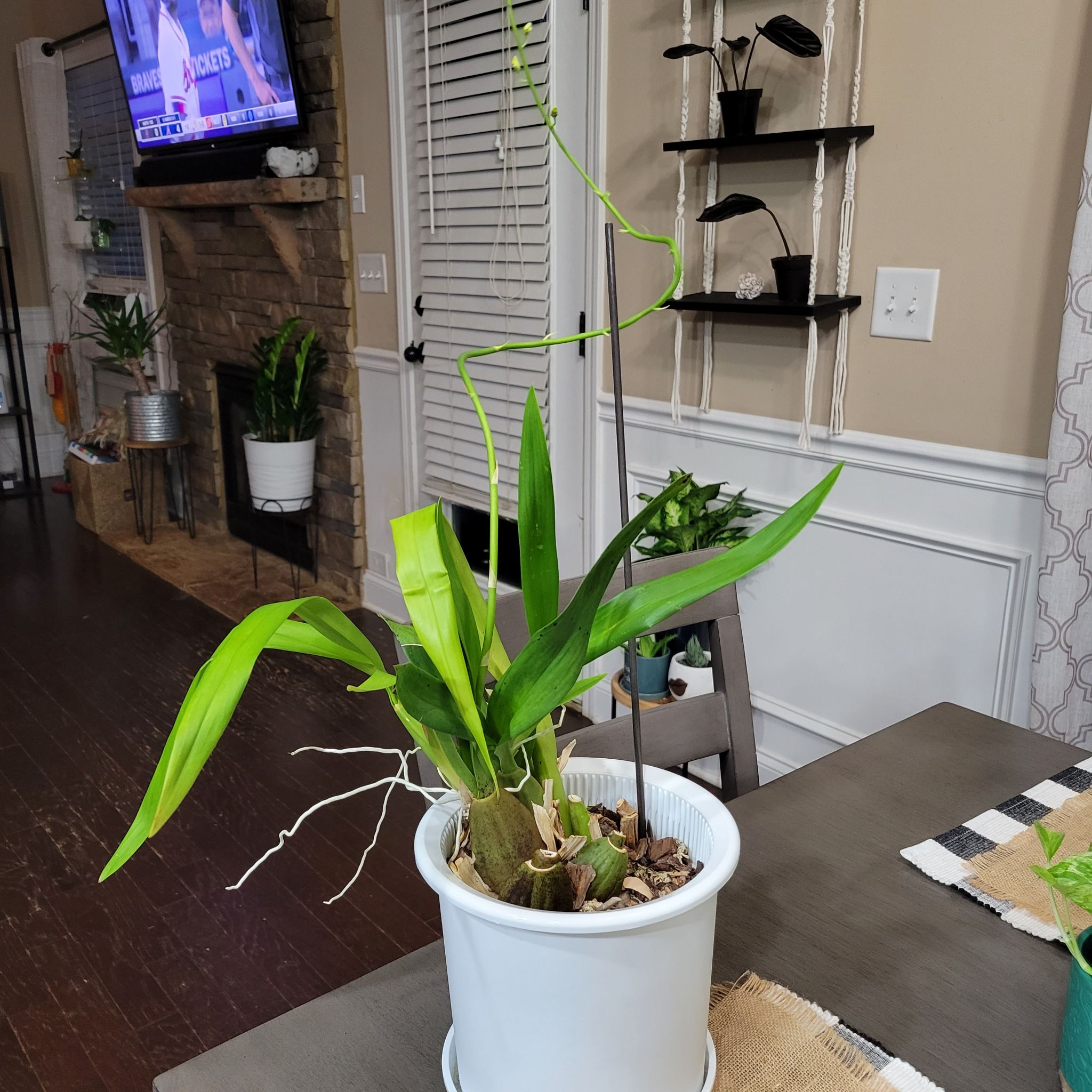 Cockleshell Orchid in a white pot with vibrant green leaves and visible aerial roots indoors.