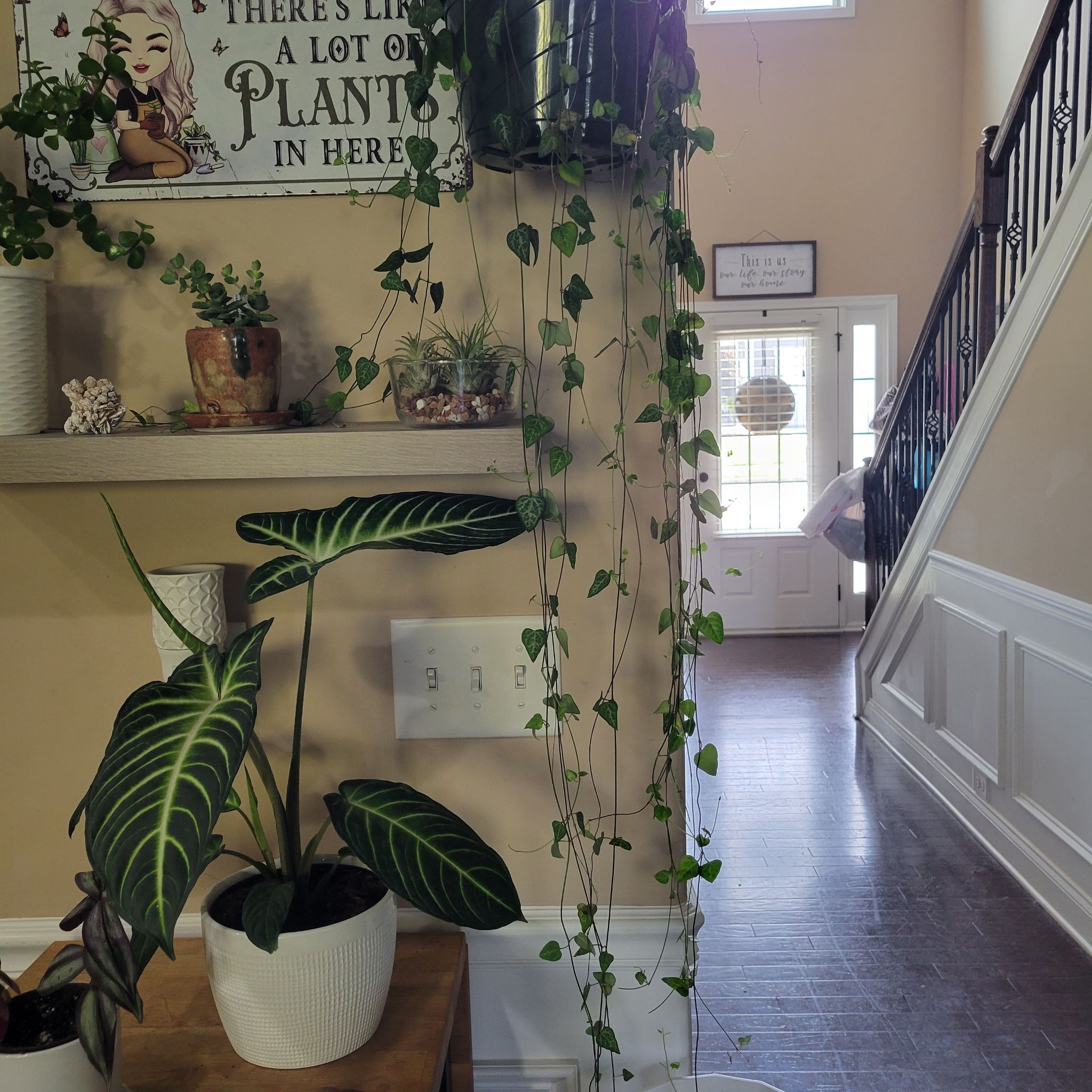 Indoor plant setup with a healthy String Of Arrows and other plants.