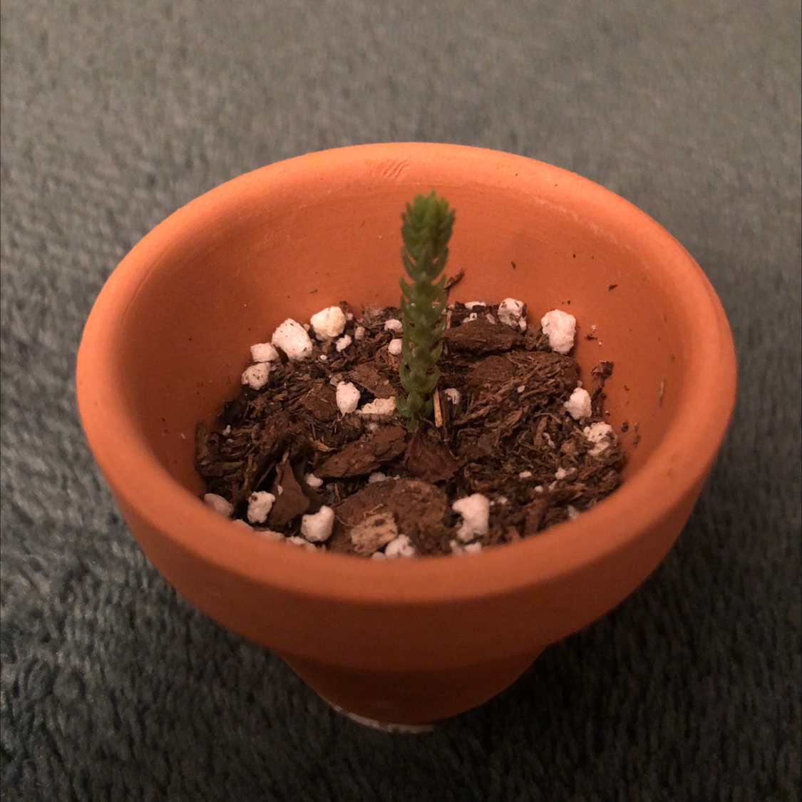 Young Pale Stonecrop plant in a terracotta pot with visible soil and perlite.