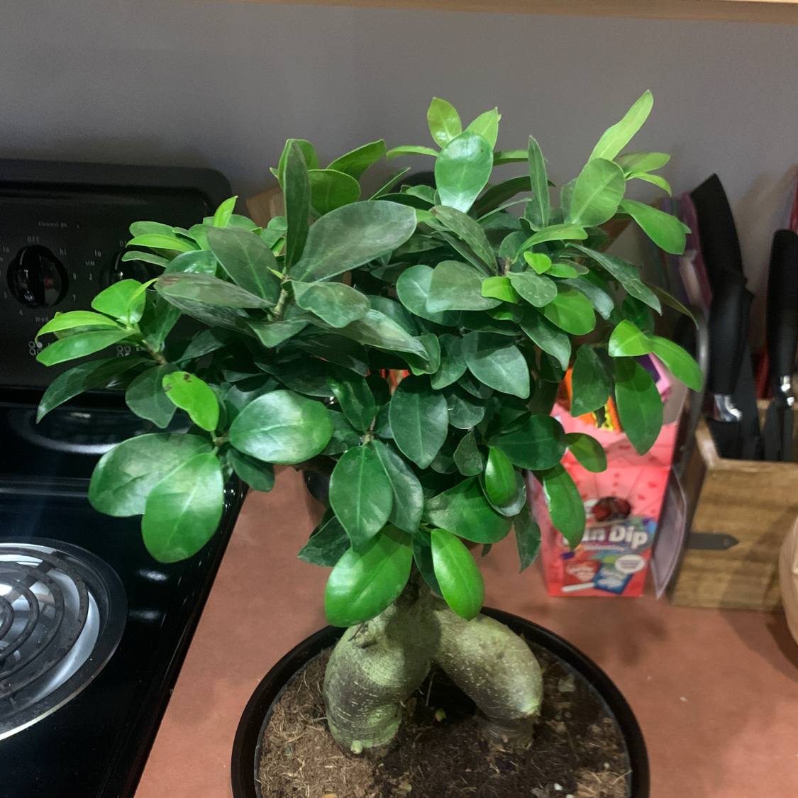 Healthy Ficus Ginseng bonsai tree with thick trunk and shiny green leaves, potted in a shallow bonsai pot with soil visible.