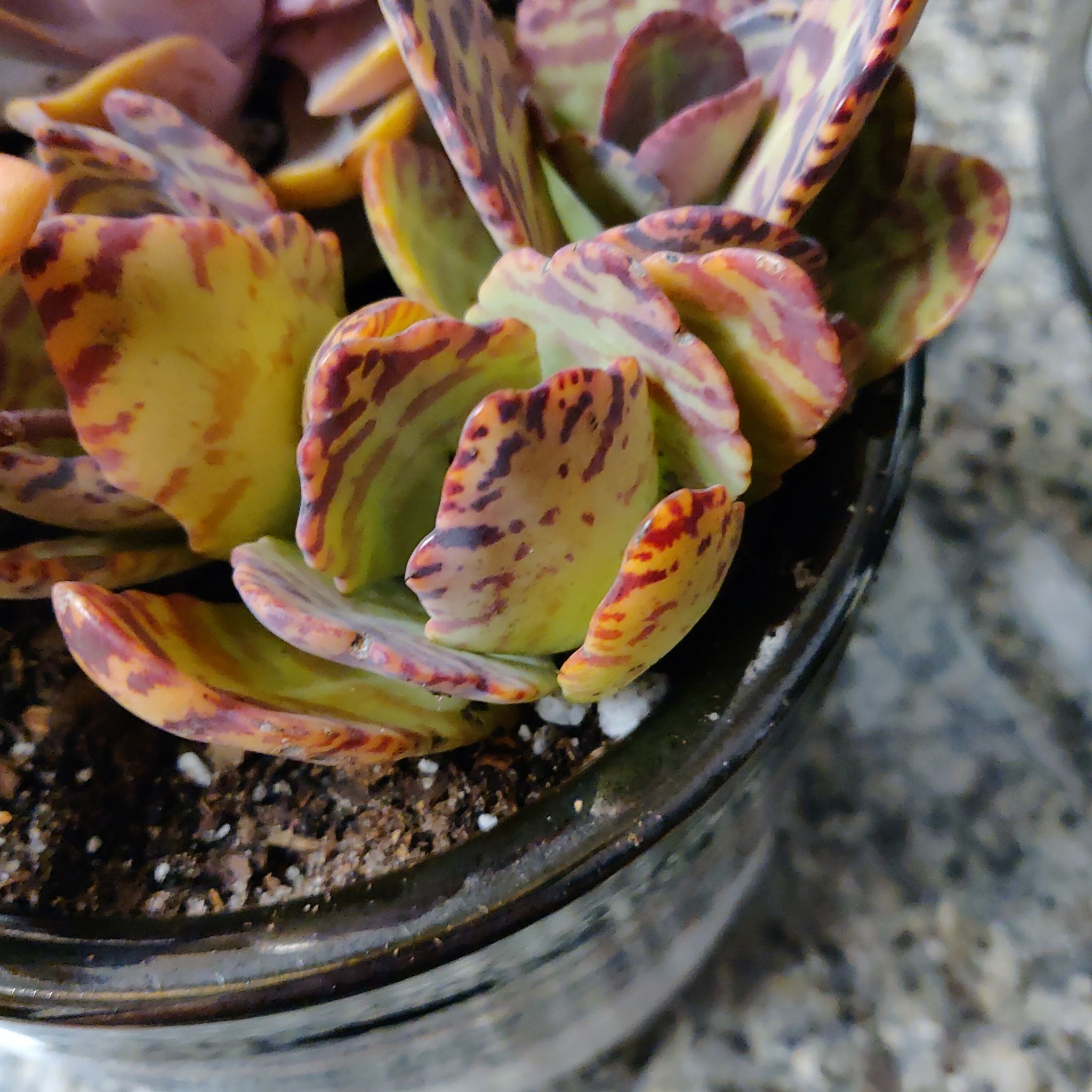 Kalanchoe humilis plant with variegated red and green leaves in a pot with visible soil.