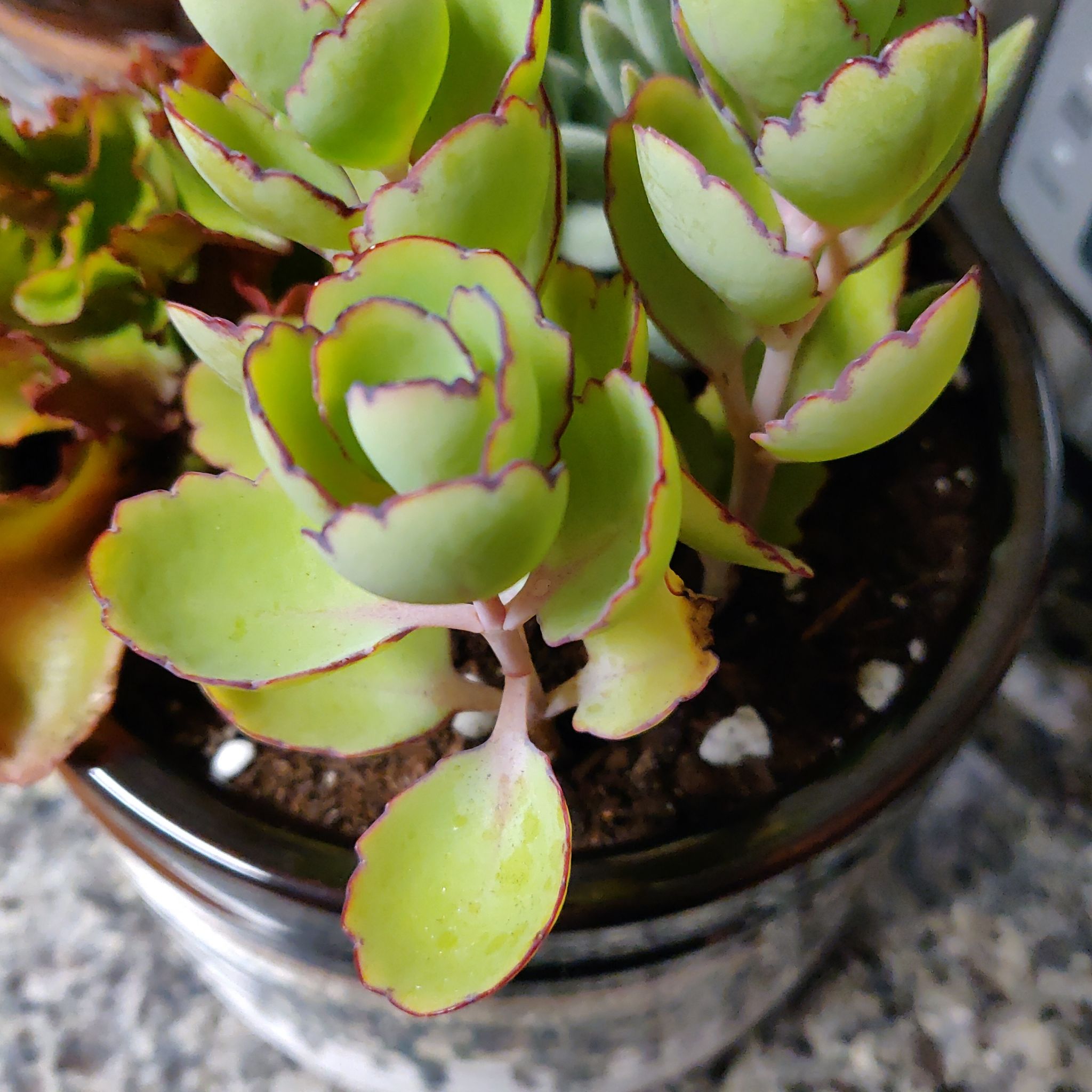 Photo of the plant species Two-Row Stonecrop by @chinz named Succ Mochi on Greg, the plant care app
