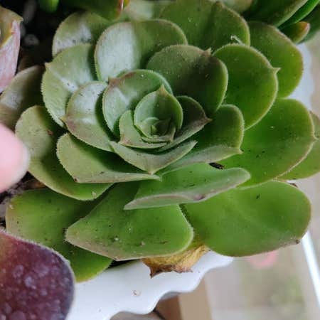 Photo of the plant species Aeonium Green Platters by @chinz named Succ Aeo on Greg, the plant care app