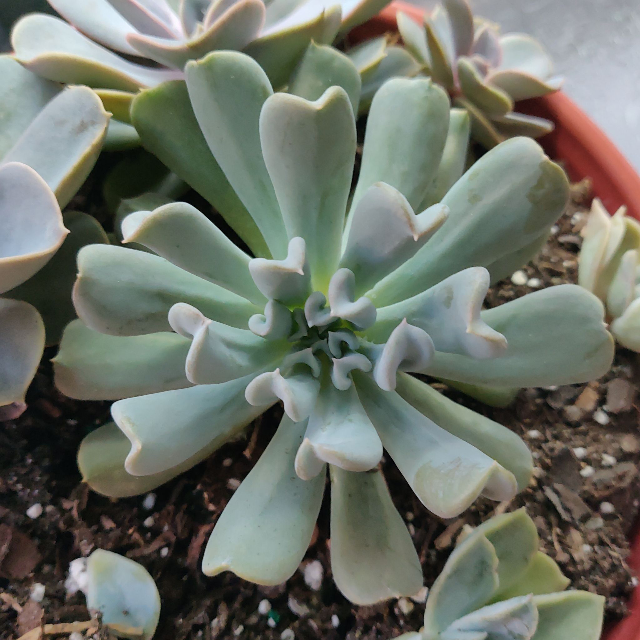 Photo of the plant species Echeveria Runyonii by @chinz named Succ Echeveria Wavy on Greg, the plant care app
