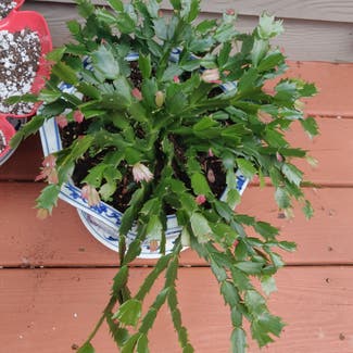 False Christmas Cactus plant in Doraville, Georgia