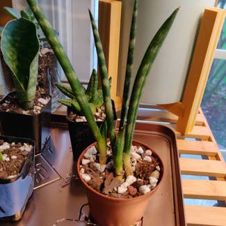 Cylindrical Snake Plant plant in Doraville, Georgia