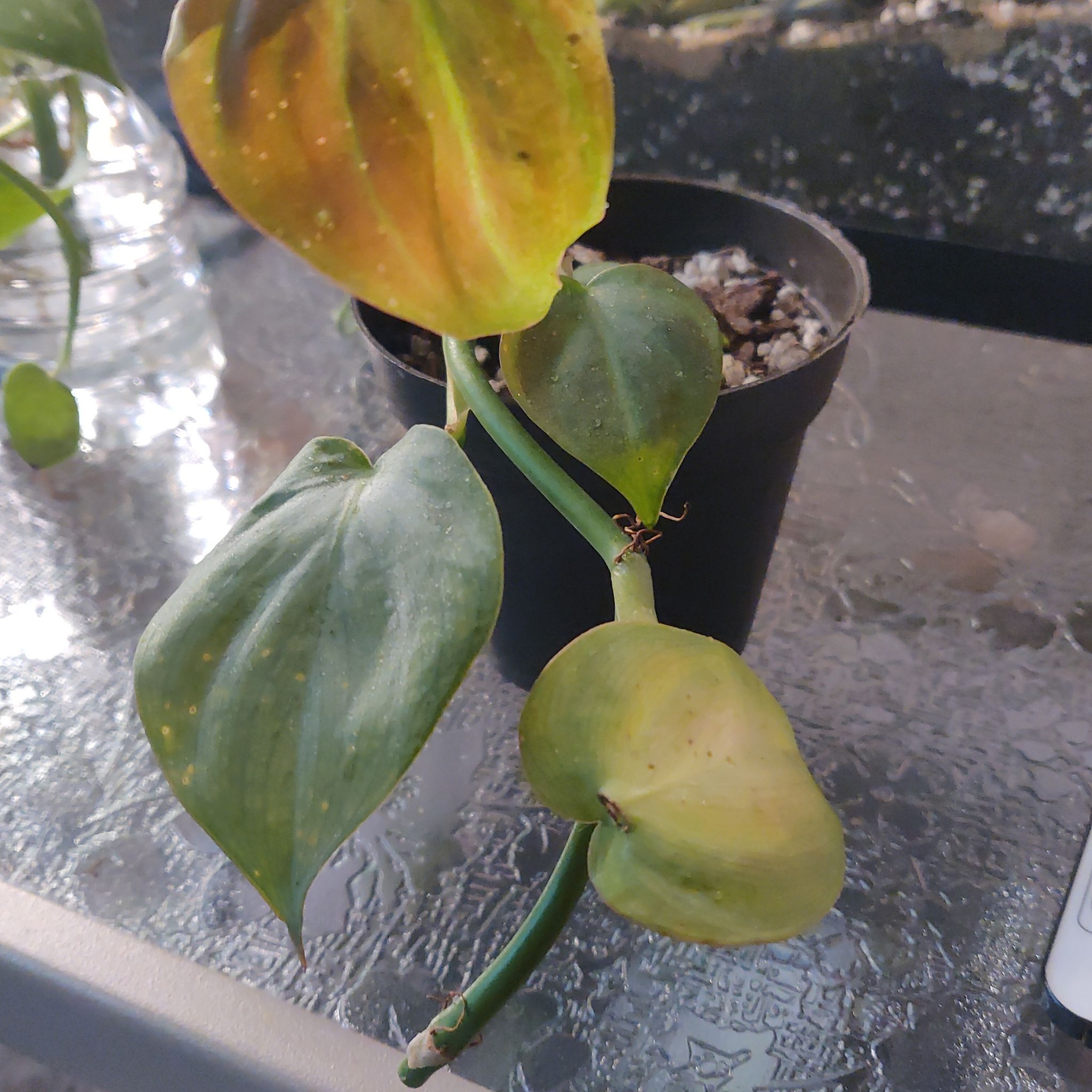 Camposportoanum Velvet Shield plant with yellowing and browning leaves in a pot on a glass surface.
