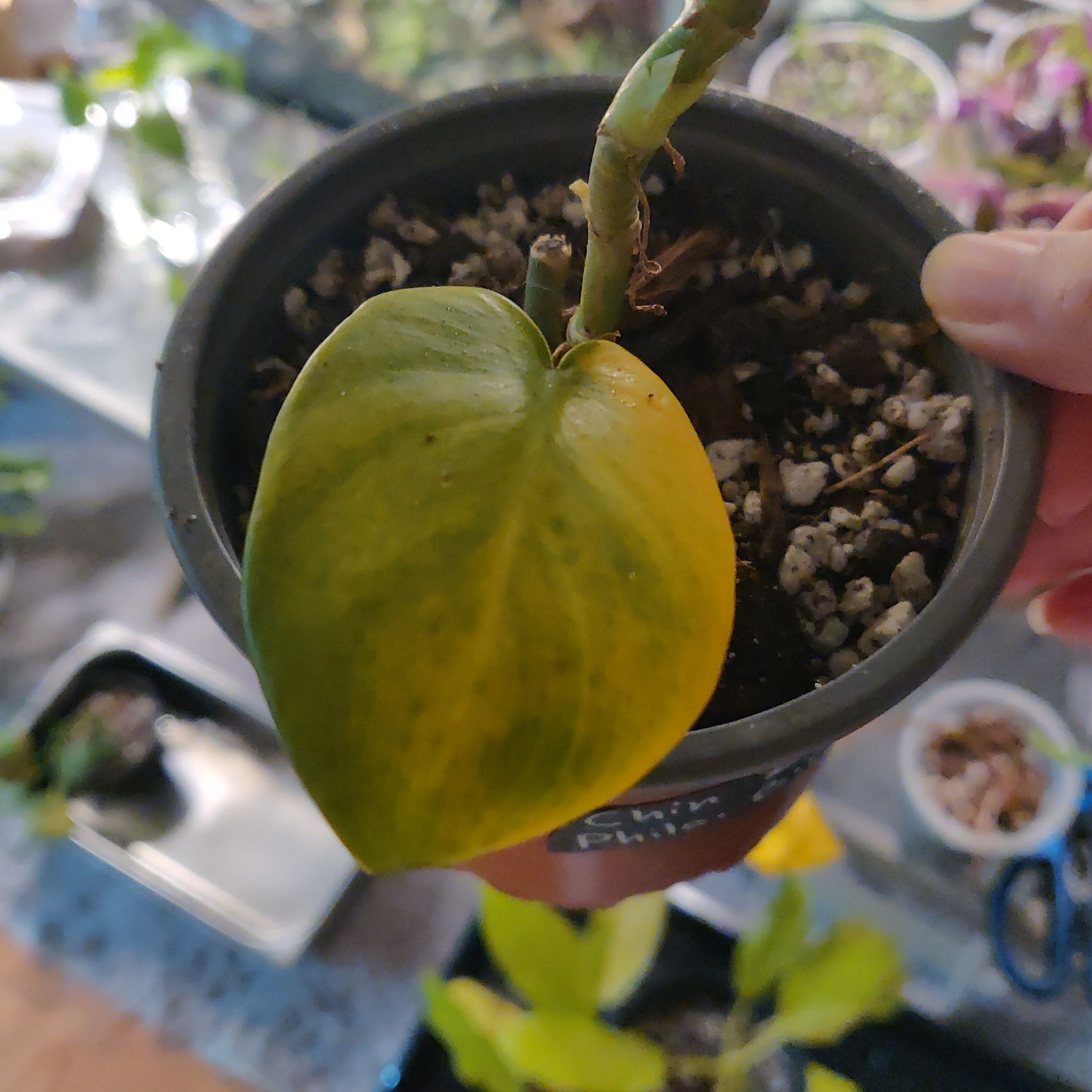 Potted Horsehead Philodendron with a yellowing leaf and visible soil.