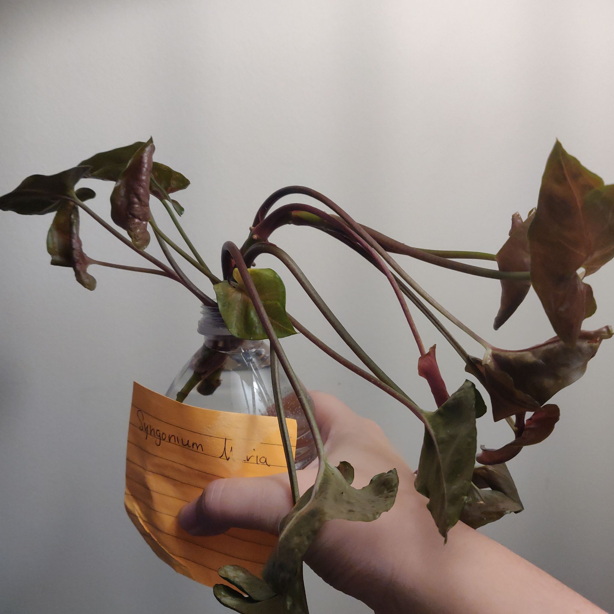 Syngonium 'Maria Allusion' plant with browning leaves held by a hand in a plastic bottle.