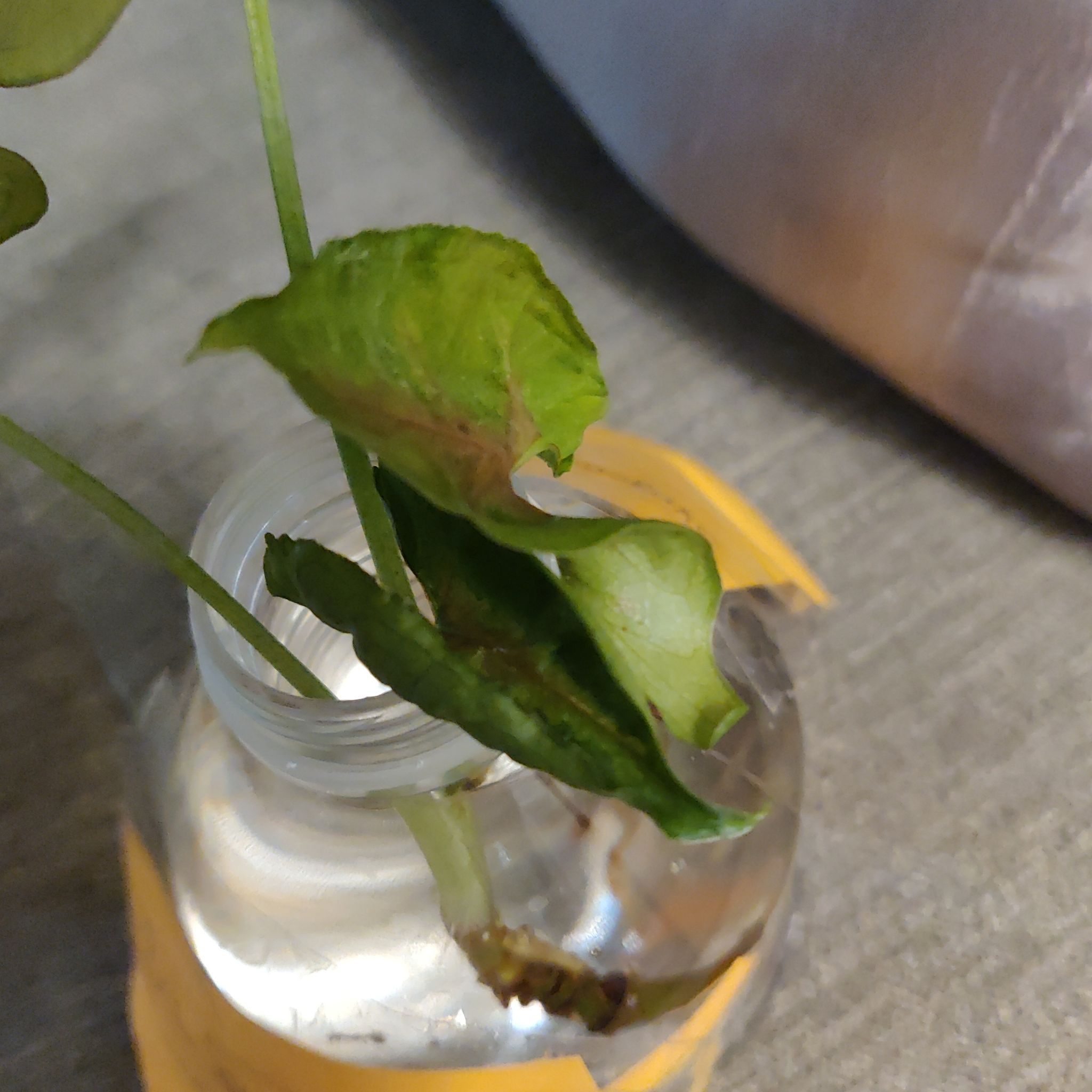 Photo of the plant species Syngonium podophyllum 'Christmas' by @chinz named Syn. Christmaz on Greg, the plant care app