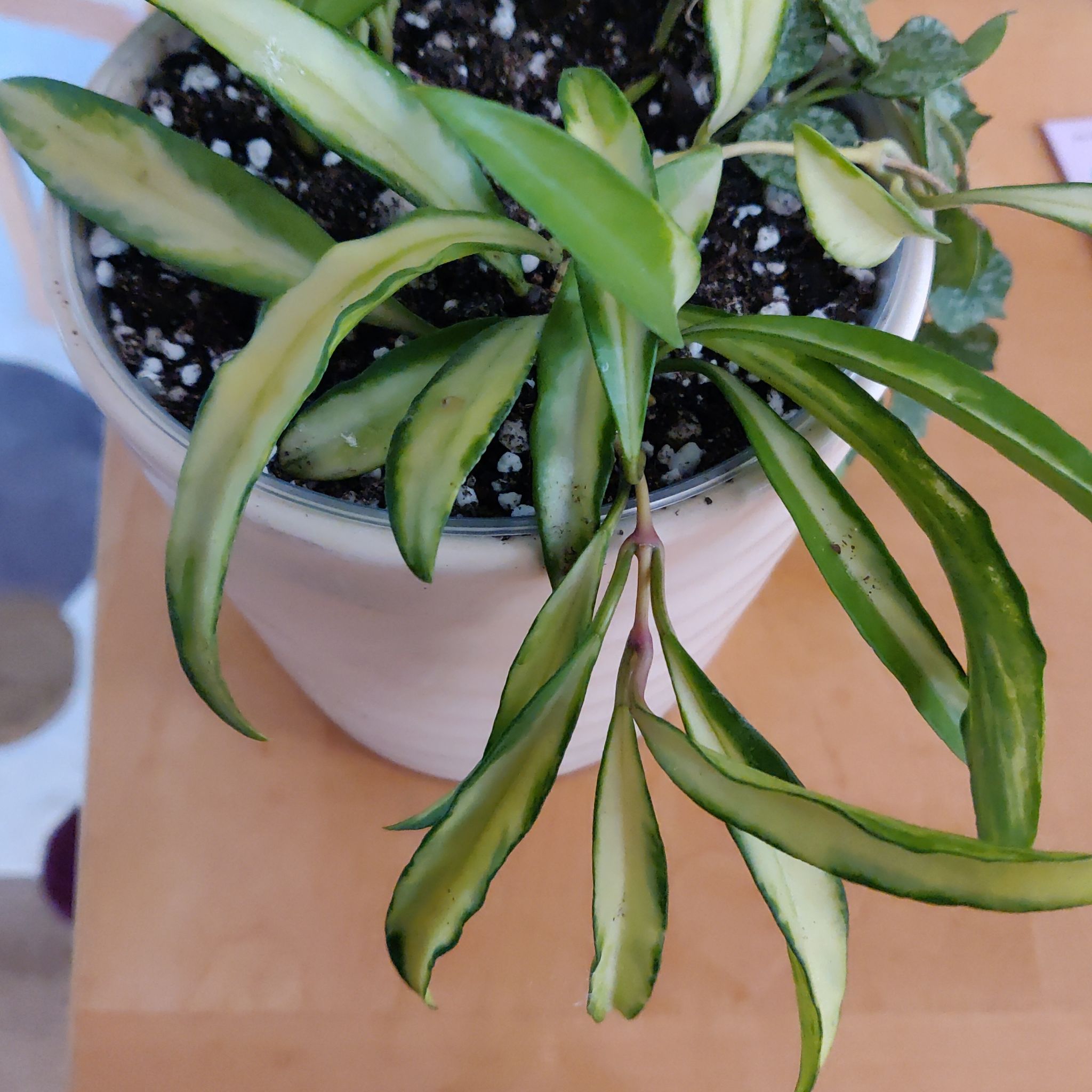 Variegated Hoya wayetii plant in a white pot with green and yellow leaves.