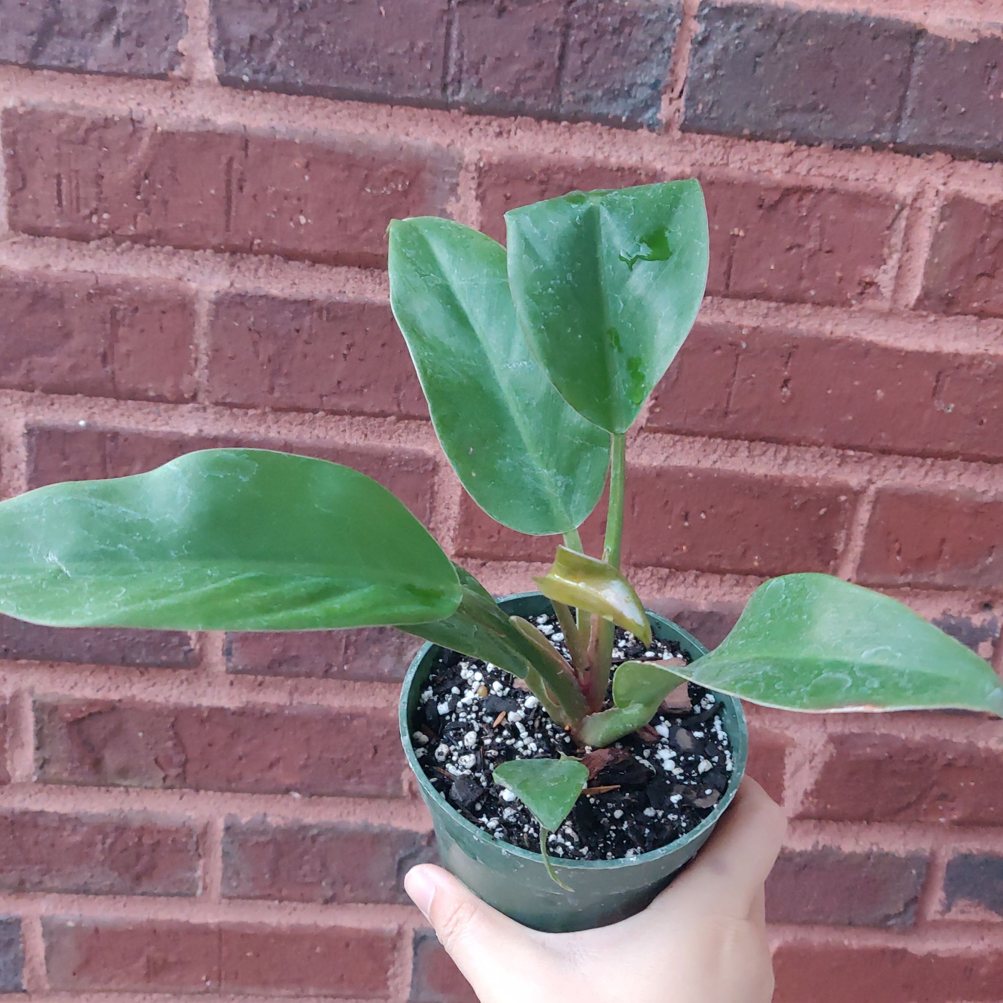 Philodendron 'Imperial Red' plant in a small pot held by a hand, with visible soil.