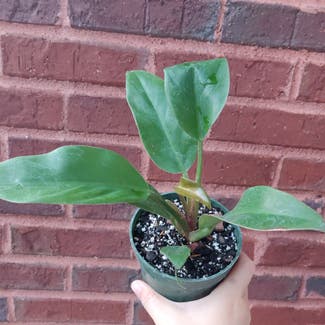 Philodendron 'Imperial Red' plant in Doraville, Georgia
