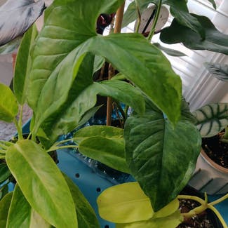 Syngonium podophyllum 'Mojito' plant in Doraville, Georgia