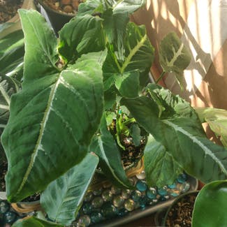 Syngonium wendlandii plant in Doraville, Georgia