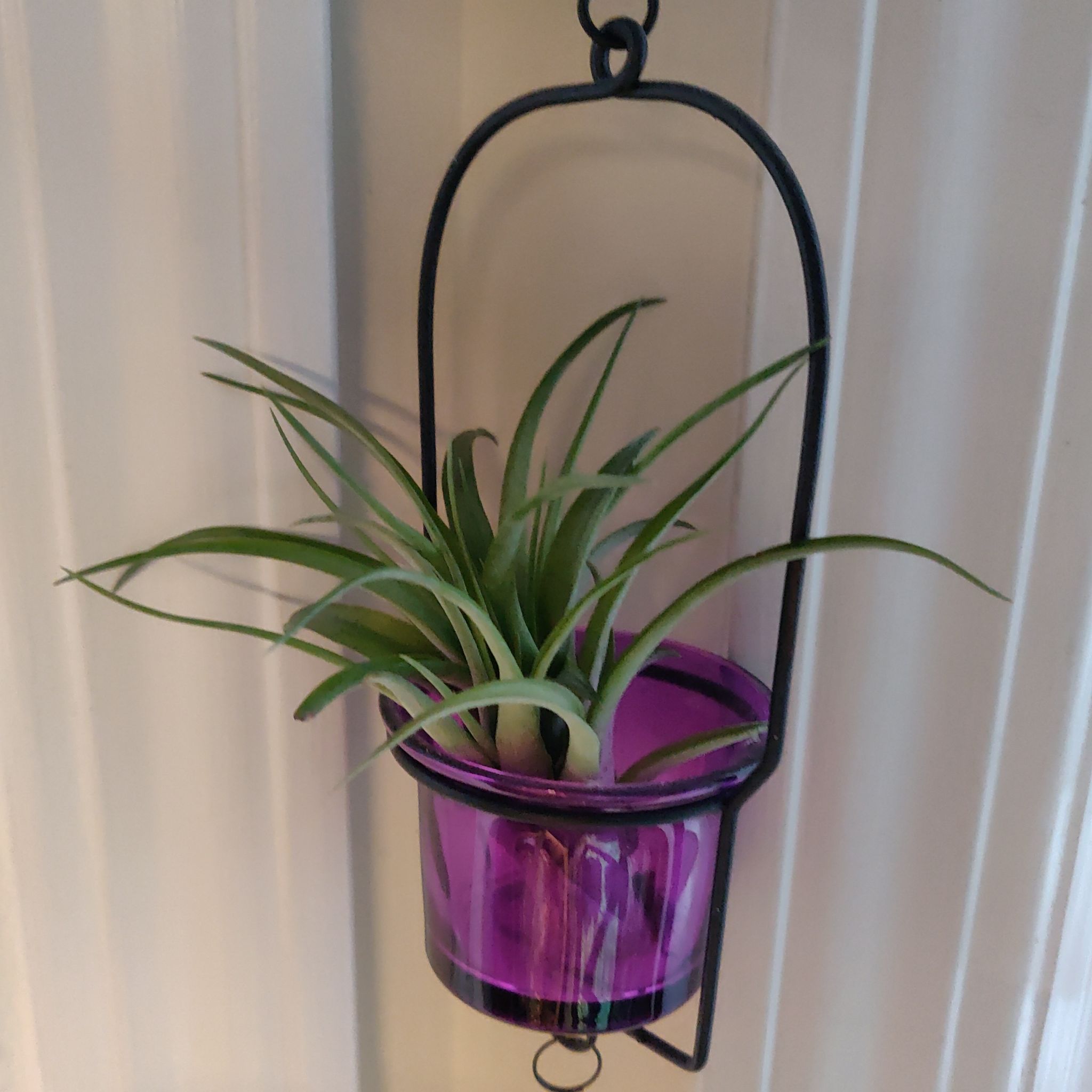 Aeranthos Air Plant in a purple hanging container, appears healthy.
