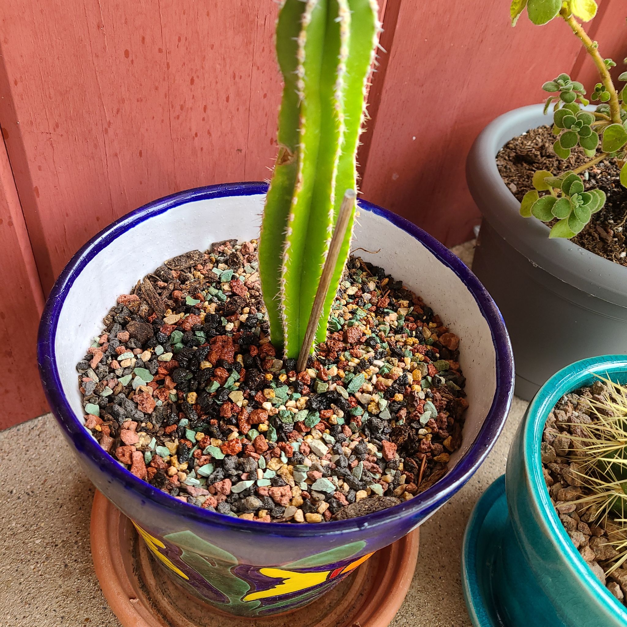 Potted Mexican Fence Post Cactus in a colorful pot with visible soil.