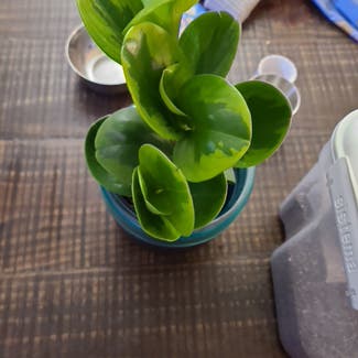 Marble Peperomia plant in Milwaukee, Wisconsin