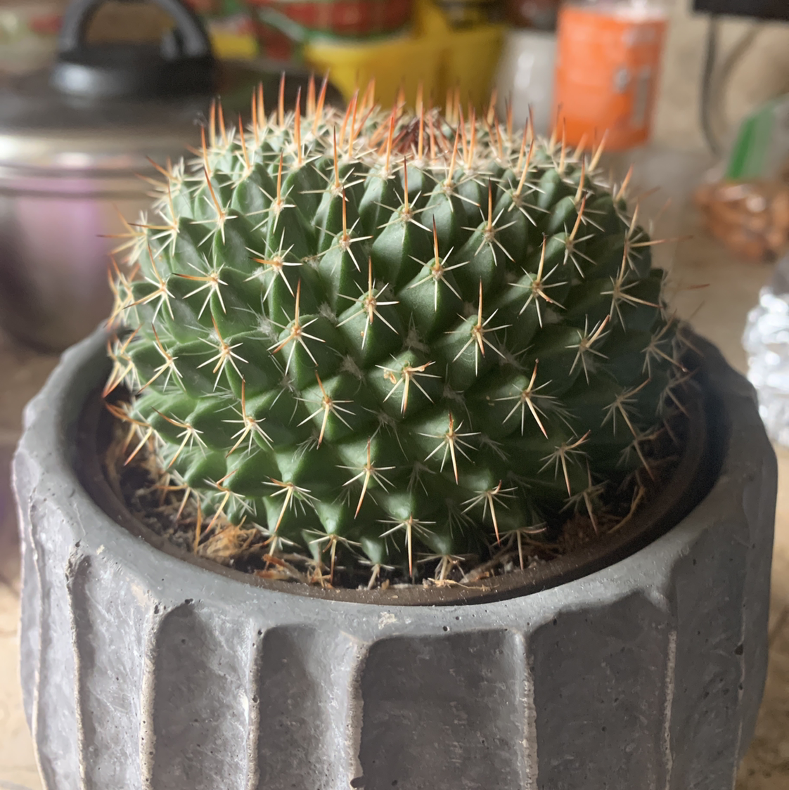 Little Nipple Cactus in a pot, healthy with prominent spines.
