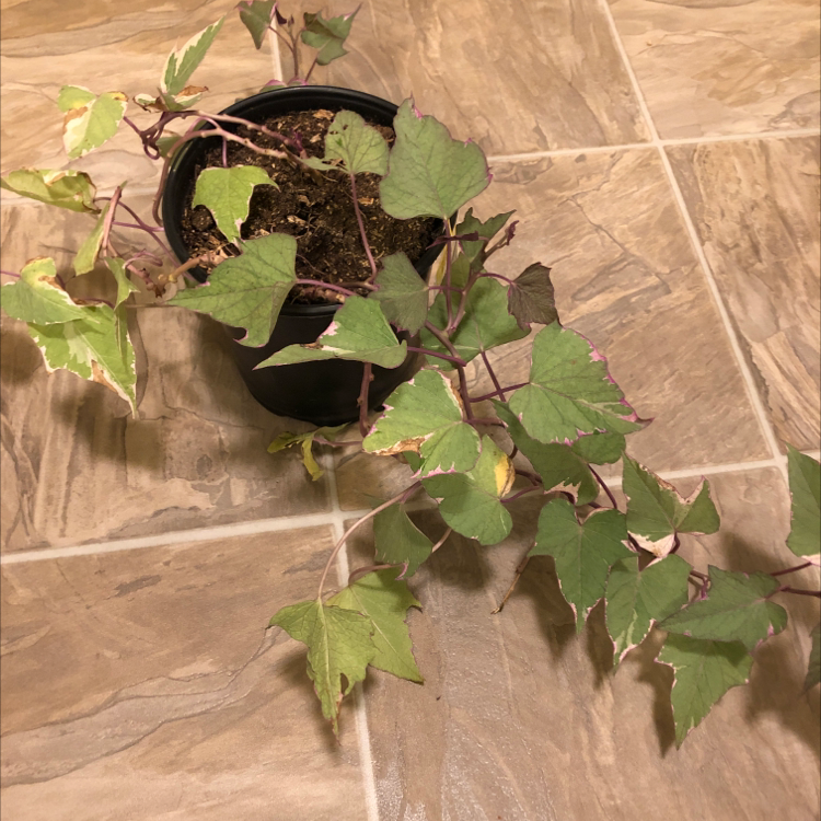 Healthy, thriving sweet potato vine plant with vibrant green heart-shaped leaves in a plastic pot, well-framed photo.