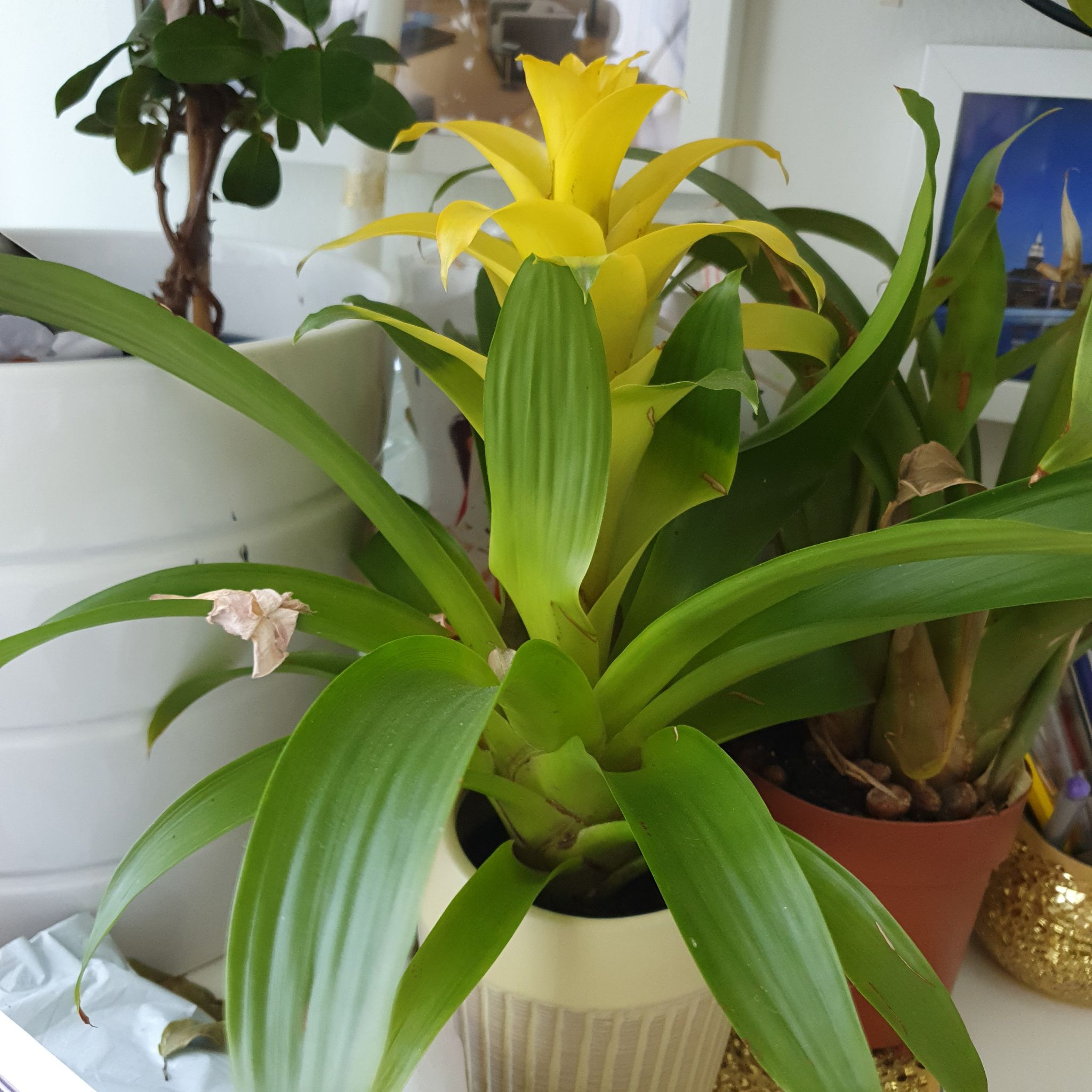 Photo of the plant species Droophead Tufted Airplant by @SereneBeech named Bromeliad on Greg, the plant care app