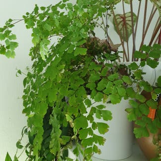 Pacific Maidenhair Fern plant in Somewhere on Earth