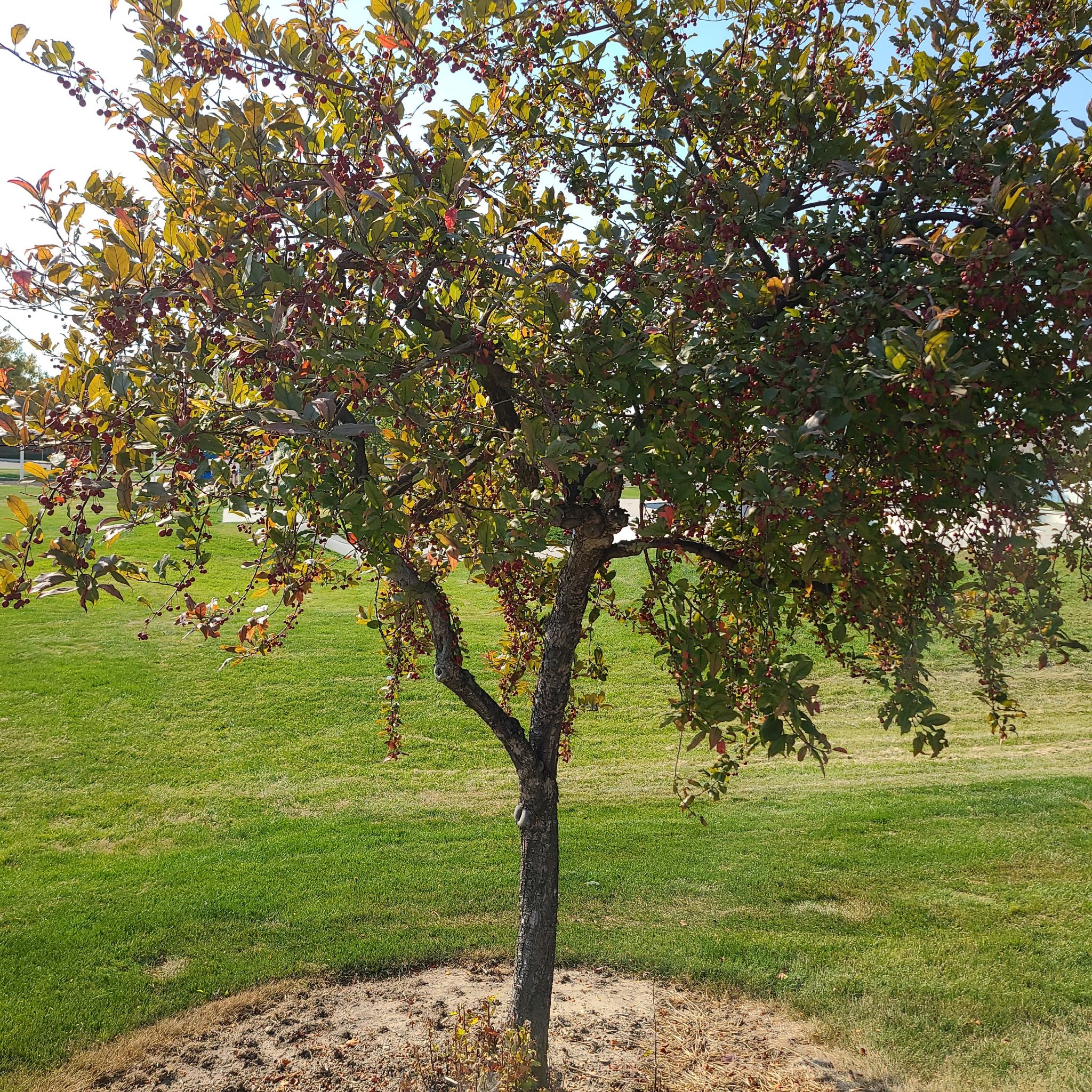 Photo of the plant species Black Hawthorn by @VastScrubpine named Tree 2 on Greg, the plant care app
