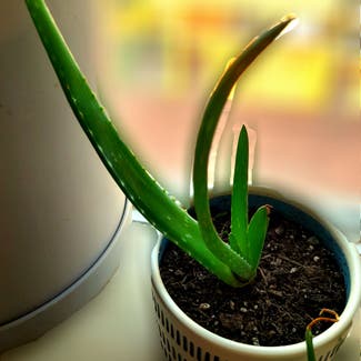 Aloe Vera plant in Boston, Massachusetts