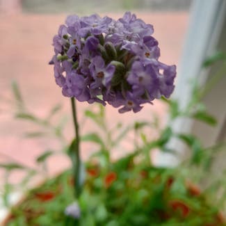 English Lavender plant in Boston, Massachusetts