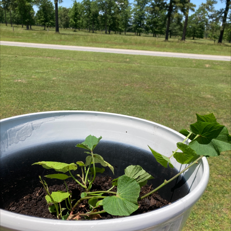 Healthy sweet potato vine plant with lush green heart-shaped leaves growing in a round metal pot outdoors on grass.