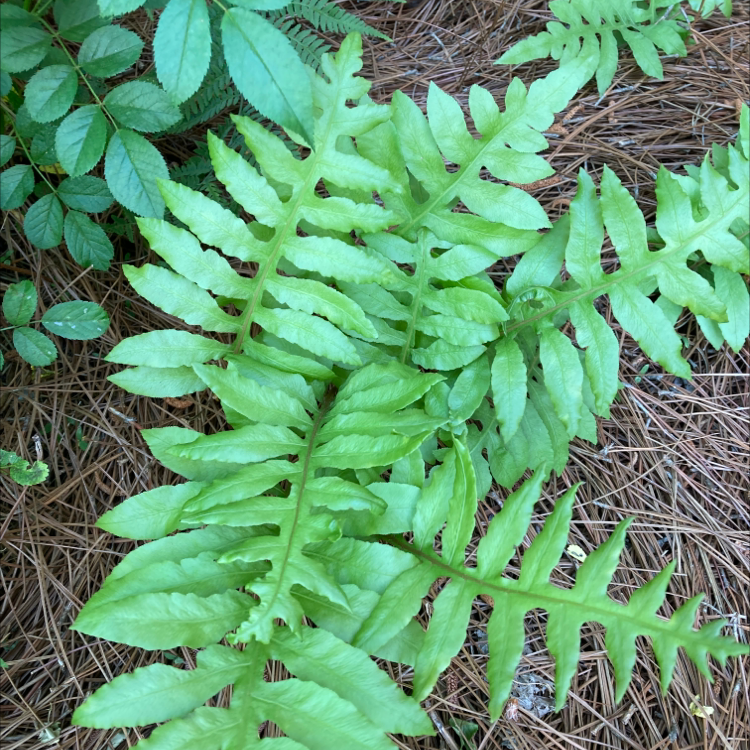 Photo of the plant species Lorinseria by @haddocd named Lorin on Greg, the plant care app