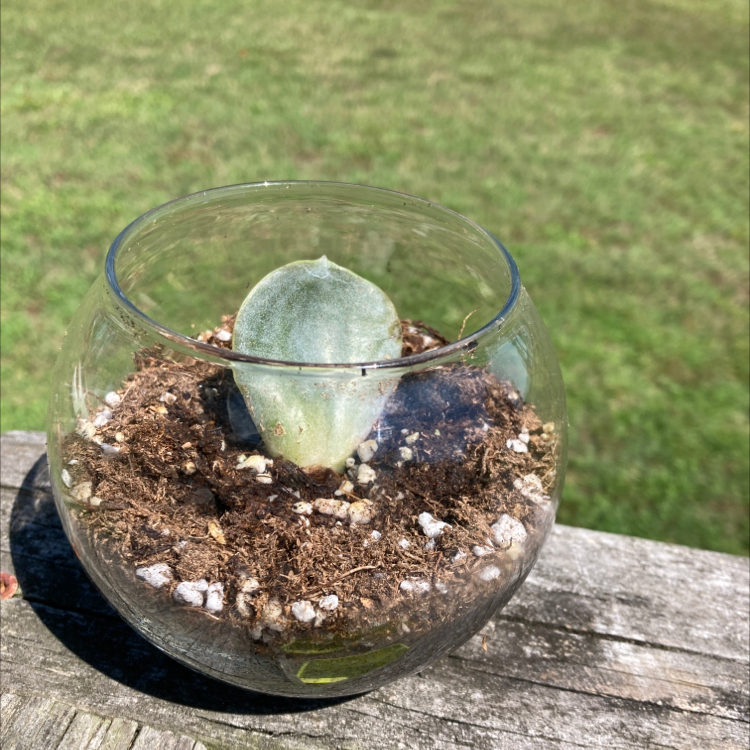 Small Crassula cotyledonis succulent in a glass container with soil.